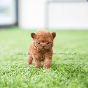 Meet your Posher, May